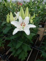 [5321 Sambuca VWS No01.JPG]